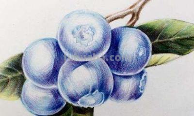 怎么用彩铅画罂粟 彩铅画烟花？