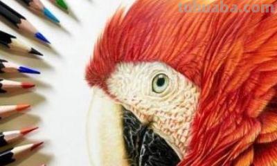 怎么用彩铅画罂粟 彩铅画烟花？