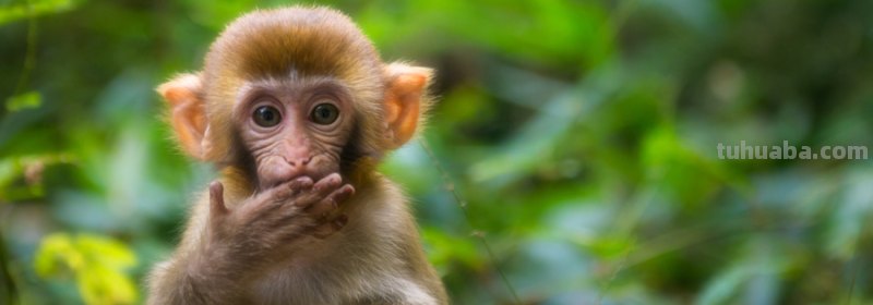 猴子掰玉米的故事告诉什么道理