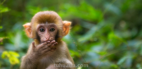 猴子掰玉米的故事告诉我们什么道理?