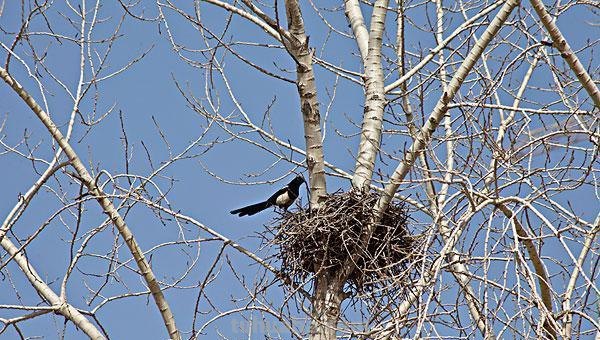 寒号鸟怎么画简笔画 寒号鸟和喜鹊的家各自在什么地方?怎么把它们画出来? 寒号鸟怎么画简笔画 寒号鸟和喜鹊的家各自在什么地方?怎么把它们画出来?