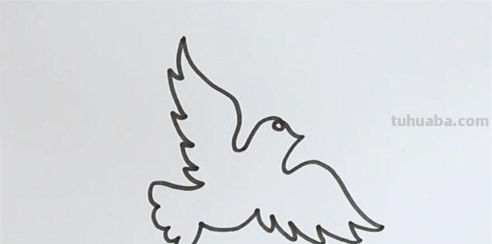 白鸽怎么画简笔画步骤 鸽子怎么画？