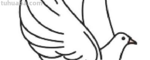 白鸽怎么画简笔画步骤 鸽子怎么画？