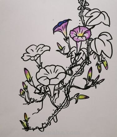 花草的色彩及花草色彩简笔画——用色彩和线条描绘自然的美丽 