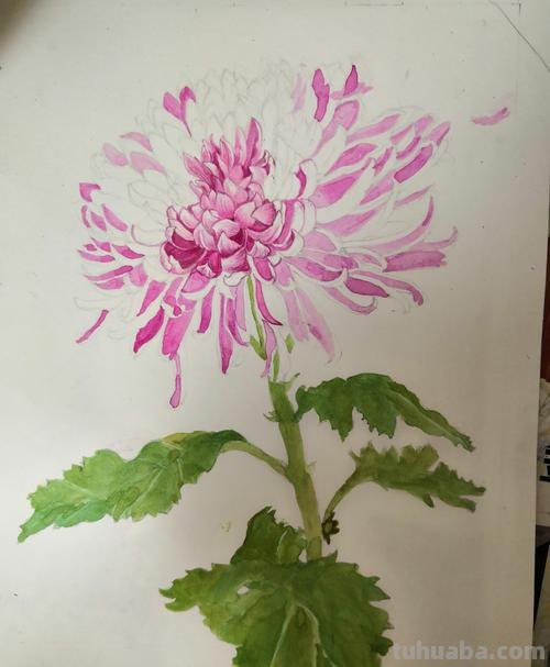 探寻菊花色彩及菊花色彩画法 