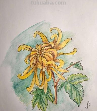 探寻菊花色彩及菊花色彩画法