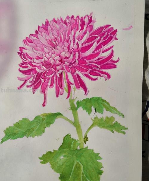 探寻菊花色彩及菊花色彩画法