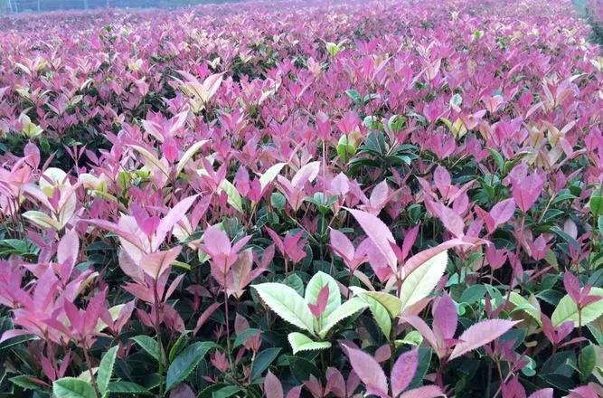 五色彩叶桂及五色彩桂图片，探究多彩的自然之美 