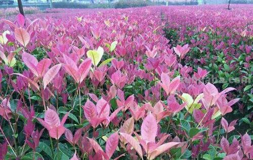 五色彩叶桂及五色彩桂图片，探究多彩的自然之美 