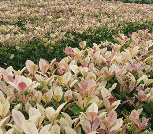 五色彩叶桂及五色彩桂图片，探究多彩的自然之美 