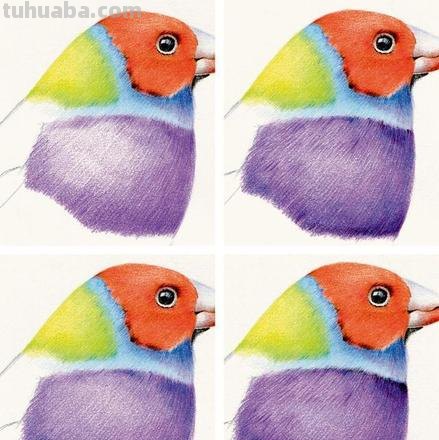 如何画色彩小鸟？一起来探索色彩的魔法 