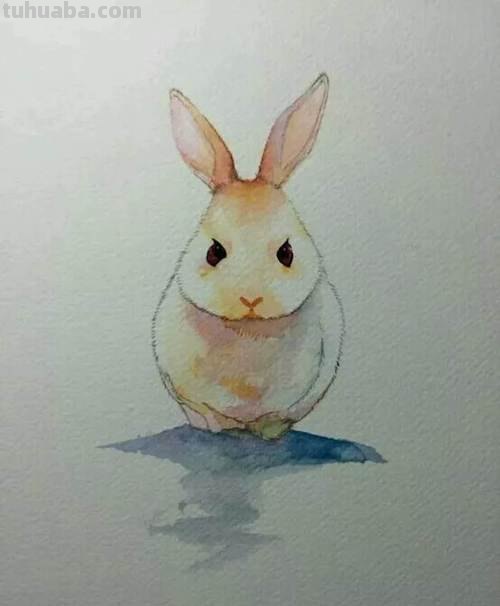 兔子的色彩及画法