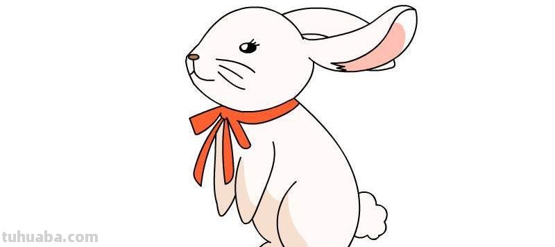 兔子的色彩及画法