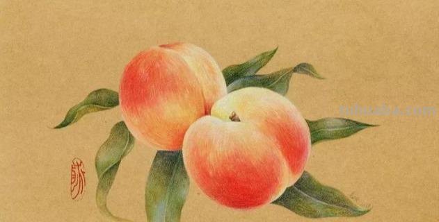 桃树油性彩铅怎么画 油性彩铅上色技巧？