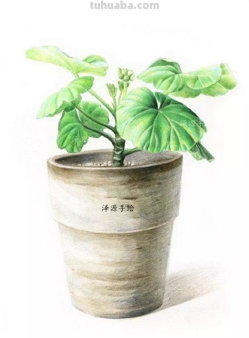 彩铅花盆背景怎么画 画彩铅画是先写字还是先涂背景？