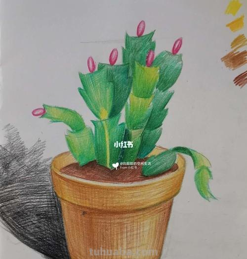 彩铅花盆背景怎么画 画彩铅画是先写字还是先涂背景？