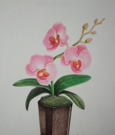 彩铅花盆背景怎么画 画彩铅画是先写字还是先涂背景？