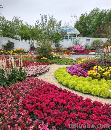 花设计色彩与花设计色彩图片 - 打造多彩花海的秘诀