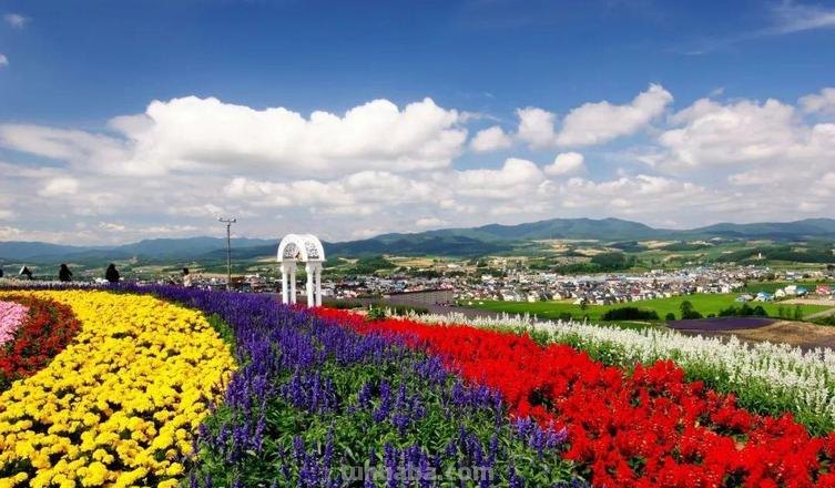 花设计色彩与花设计色彩图片 - 打造多彩花海的秘诀 