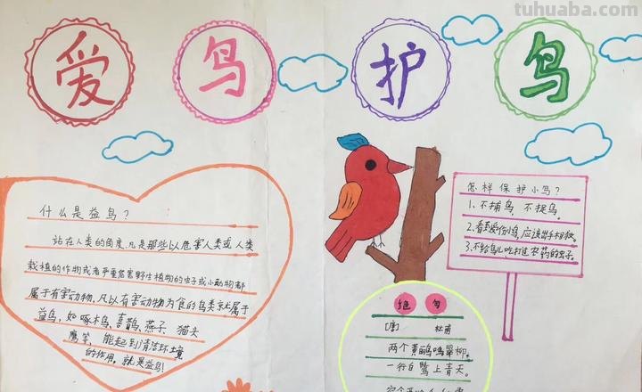 手抄报鸟怎么画 怎么样画鸟好看?