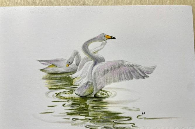 彩铅动物天鹅怎么画 三年级儿童天鹅画?