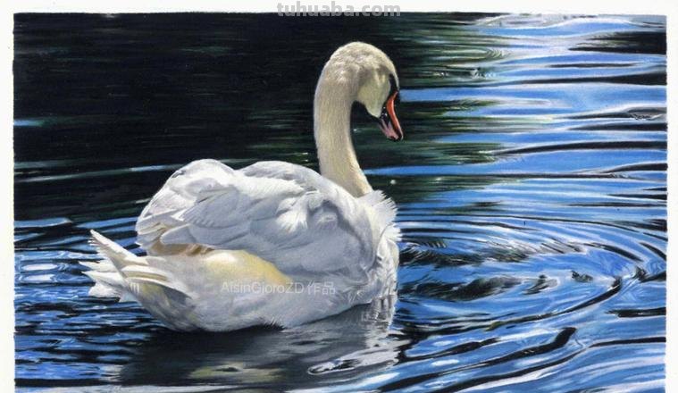 彩铅动物天鹅怎么画 三年级儿童天鹅画？
