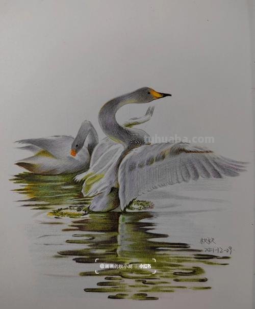 彩铅动物天鹅怎么画 三年级儿童天鹅画?