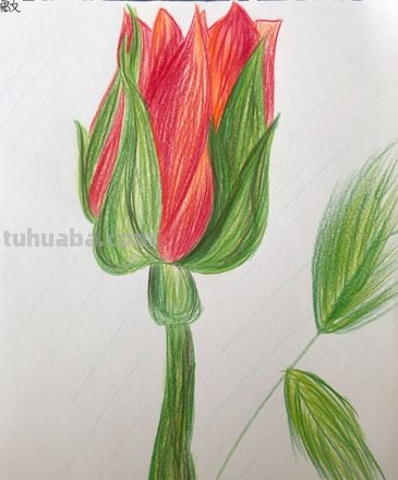 彩铅画怎么打轮廓 简单彩铅画？