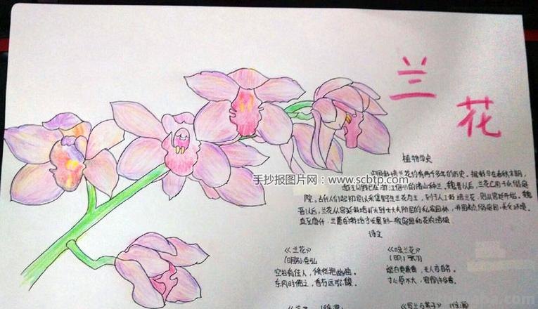 植物手抄报怎么写 兰花的花语手抄报?