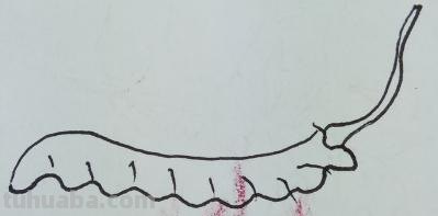 虫的简笔画怎么画 三年级昆虫绘画简单漂亮？