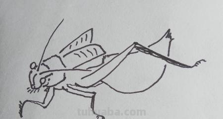 虫的简笔画怎么画 三年级昆虫绘画简单漂亮？