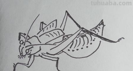 虫的简笔画怎么画 三年级昆虫绘画简单漂亮？