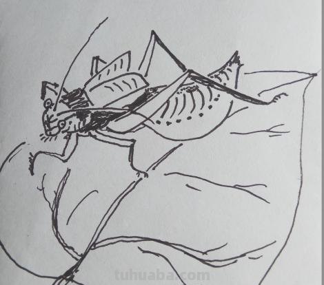 虫的简笔画怎么画 三年级昆虫绘画简单漂亮？