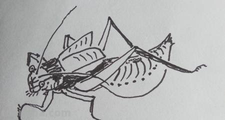 虫的简笔画怎么画 三年级昆虫绘画简单漂亮？