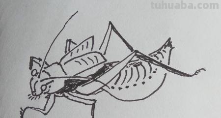 虫的简笔画怎么画 三年级昆虫绘画简单漂亮？