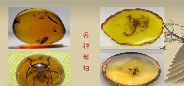 思维导图琥珀怎么形成 琥珀是怎么形成的?
