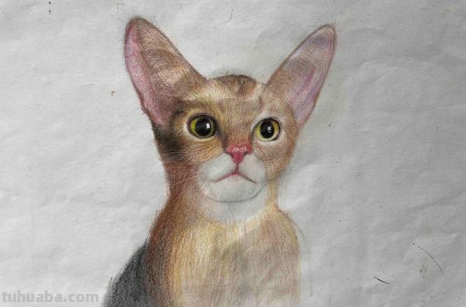 小猫彩铅素描怎么画 小馋猫简单铅笔画？
