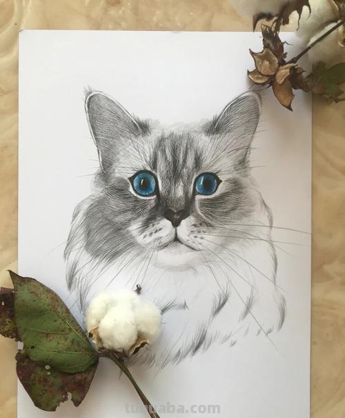 小猫彩铅素描怎么画 小馋猫简单铅笔画？