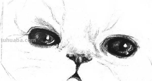 小猫彩铅素描怎么画 小馋猫简单铅笔画？