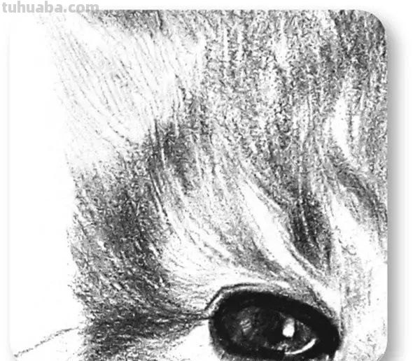 小猫彩铅素描怎么画 小馋猫简单铅笔画？