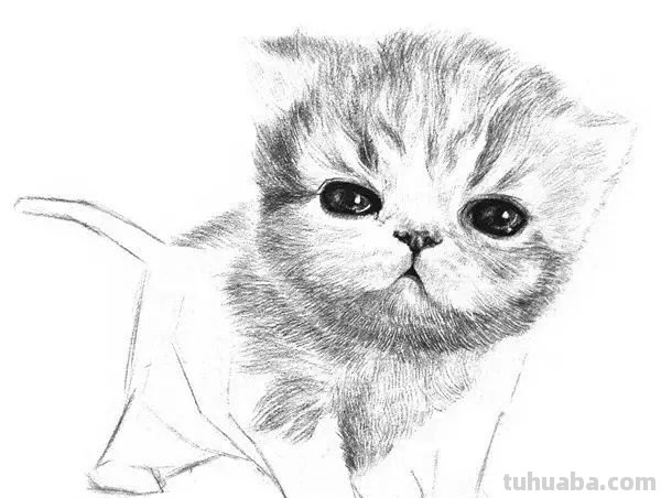 小猫彩铅素描怎么画 小馋猫简单铅笔画？