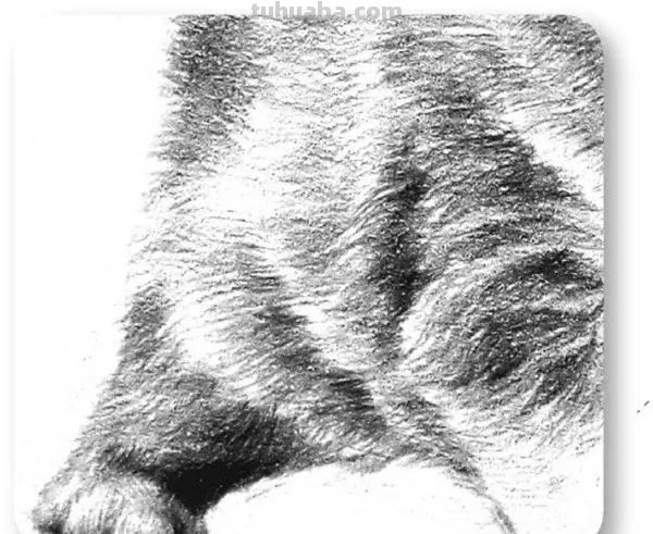 小猫彩铅素描怎么画 小馋猫简单铅笔画？