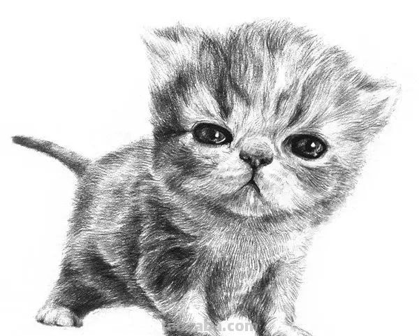 小猫彩铅素描怎么画 小馋猫简单铅笔画？