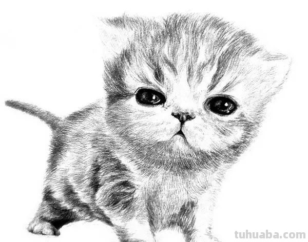 小猫彩铅素描怎么画 小馋猫简单铅笔画？