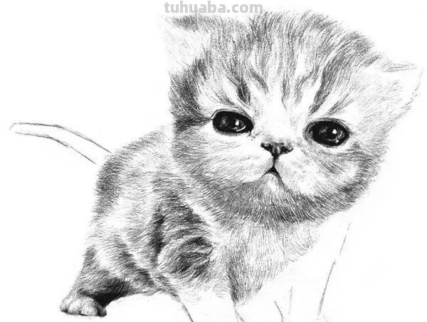 小猫彩铅素描怎么画 小馋猫简单铅笔画？