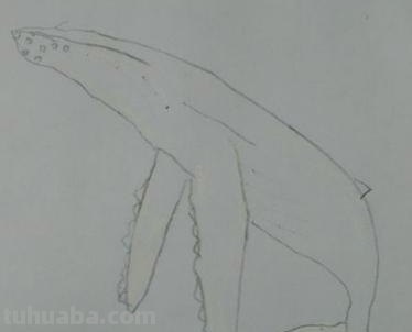 鲸鱼怎么画用彩铅 怎样快速画抹香鲸？