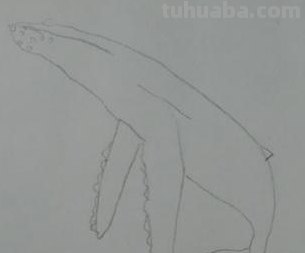 鲸鱼怎么画用彩铅 怎样快速画抹香鲸？