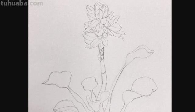 怎么画薰衣草花海彩铅 怎么用彩铅画超简单的花海？