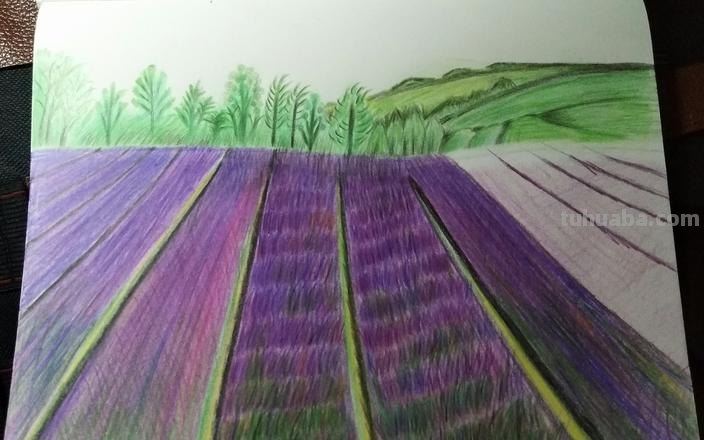 怎么画薰衣草花海彩铅 怎么用彩铅画超简单的花海？