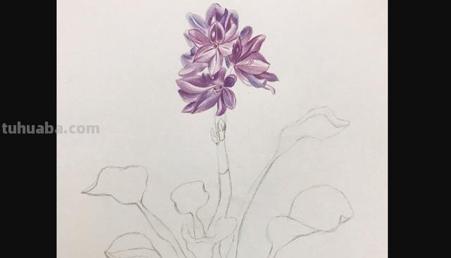 怎么画薰衣草花海彩铅 怎么用彩铅画超简单的花海？